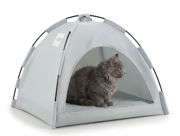 Cat in tent